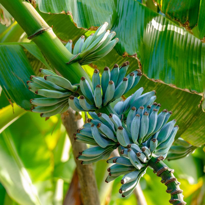 Banaan Ice Cream - Musa acuminata (Oogst)