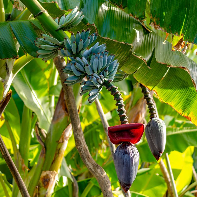 Banaan Ice Cream - Musa acuminata (Groeiplaats)