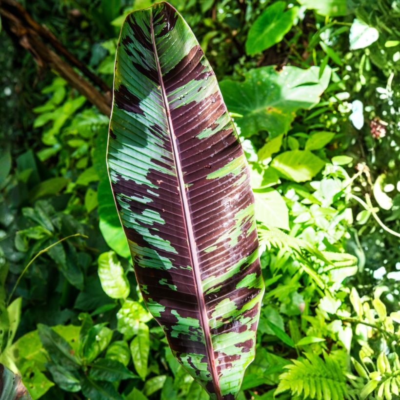 Musa acuminata Zebrina - Bloedbanaan (Blad)