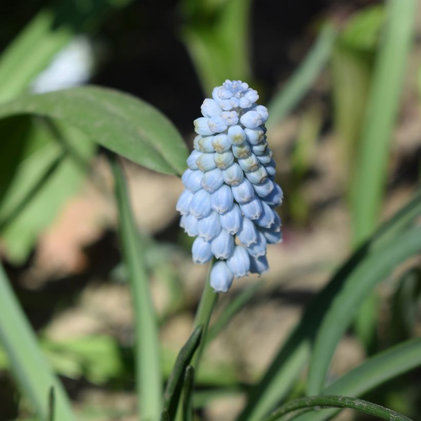 Muscari Baby's Breath - Wilde druifhyacint (Bloei)