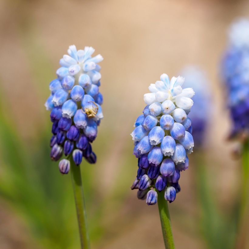 Muscari Mount Hood - Blauwe druifjes (Bloei)