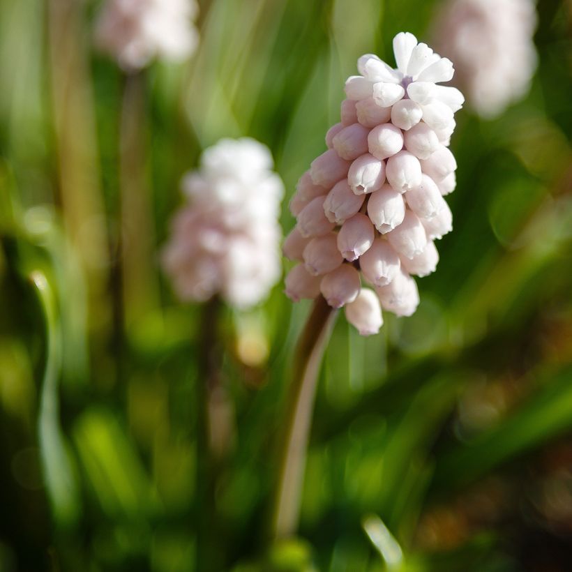 Muscari Pink Sunrise - Blauwe druifjes (Bloei)