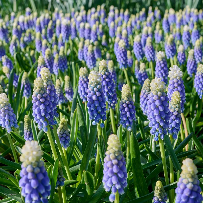 Muscari Touch of Snow - Blauwe druifjes (Bloei)