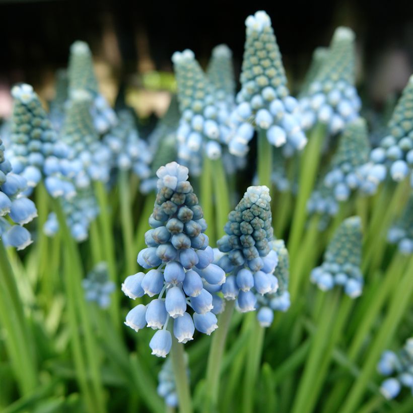 Muscari armeniacum Aqua Magic - Blauwe druifjes (Bloei)