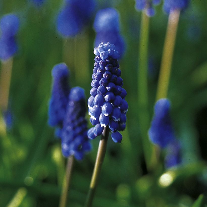 Muscari botryoides Superstar - Blauwe druifjes (Bloei)