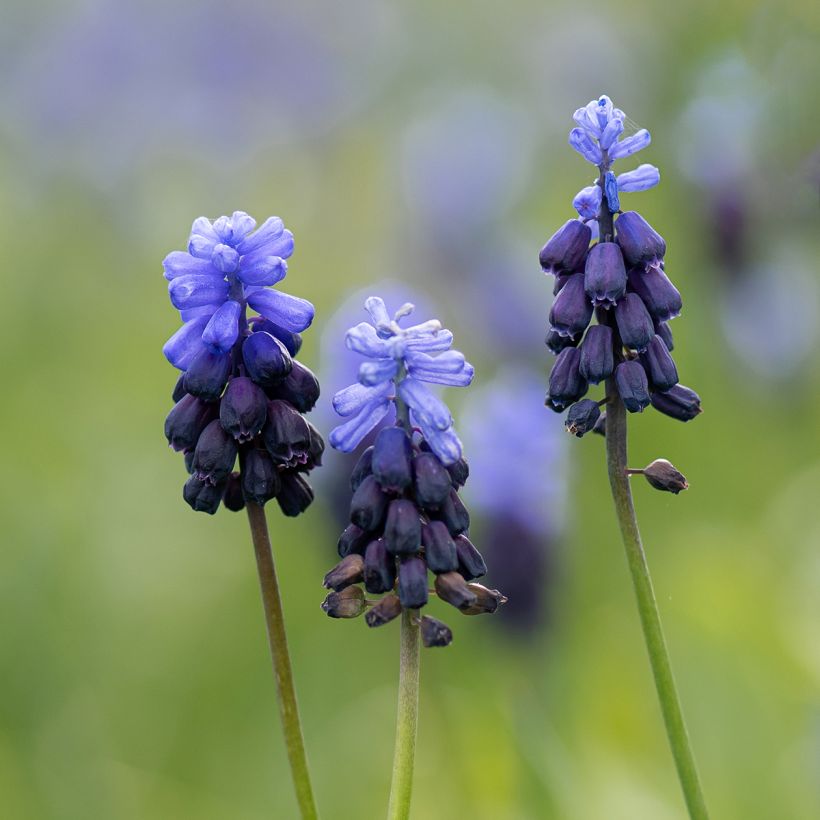 Muscari latifolium - Blauwe druifjes (Bloei)