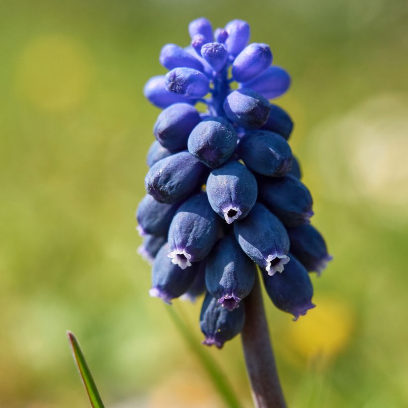 Muscari neglectum - Wilde druifhyacint (Bloei)