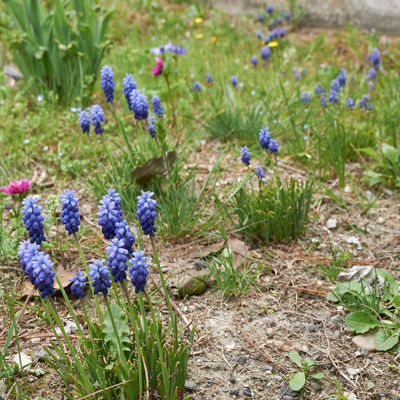 Muscari neglectum - Wilde druifhyacint (Groeiplaats)