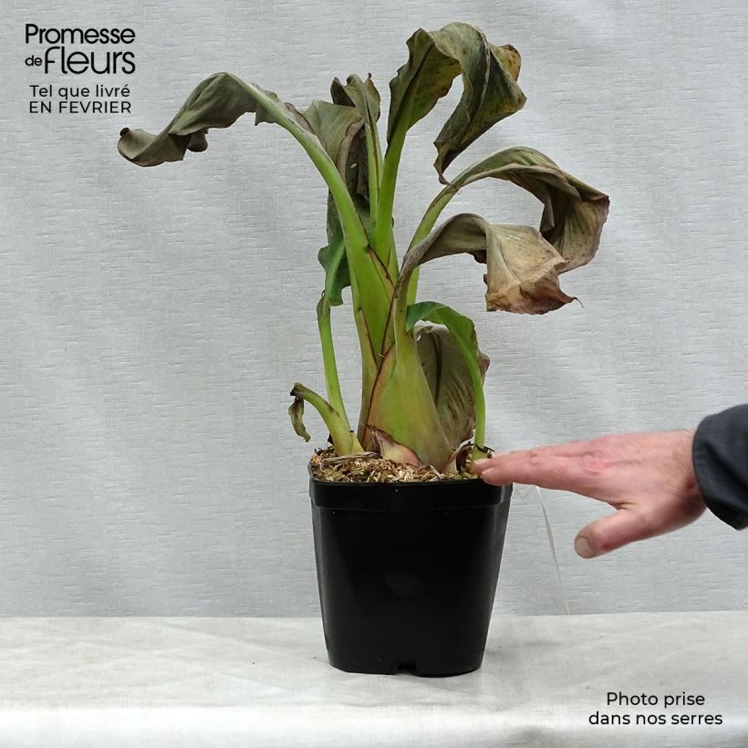 Example of Musella lasiocarpa - Gouden lotusbanaan Pot van 2 l/3 l as you get in hiver