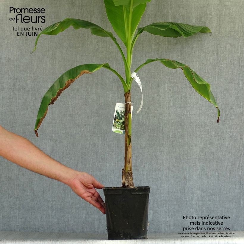Exemplaar van Musella lasiocarpa - Gouden lotusbanaan Pot van 3 l/4 l zoals geleverd in de zomer