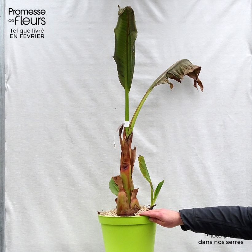 Example of Musella lasiocarpa - Gouden lotusbanaan Pot van 4 l/5 l as you get in hiver