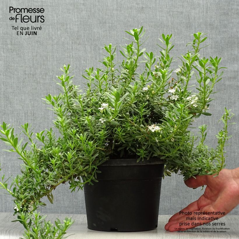 Exemplaar van Myoporum parvifolium Wit - Dwerglepeltjesboom Pot van 3 l/4 l zoals geleverd in de zomer
