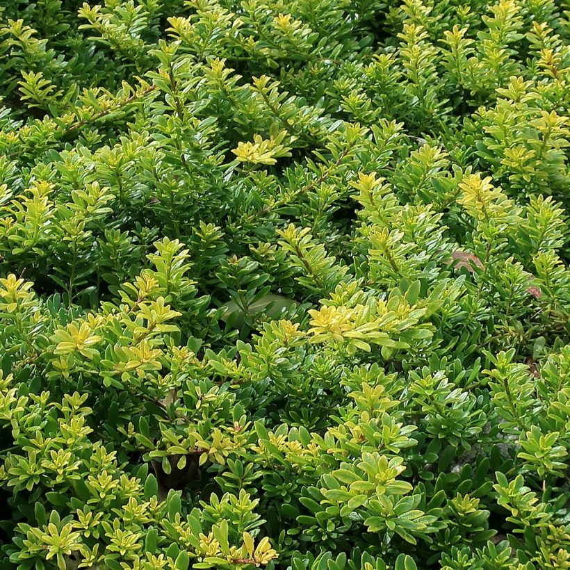 Myoporum parvifolium Wit - Dwerglepeltjesboom (Blad)