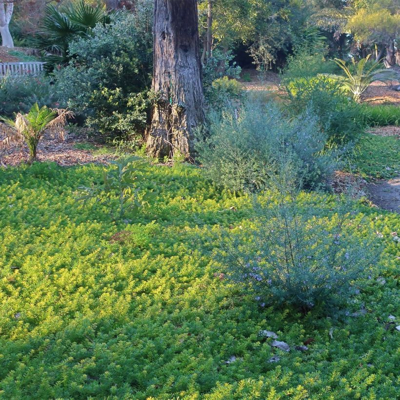 Myoporum parvifolium Roze - Dwerglepeltjesboom (Groeiplaats)