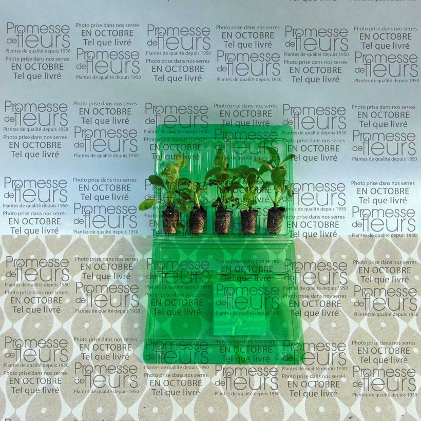 Voorbeeld van een exemplaar van Myosotis sylvatica Roi des Carmins - Bosvergeet-mij-nietje Mini-mot Ø 3/4 cm zoals geleverd