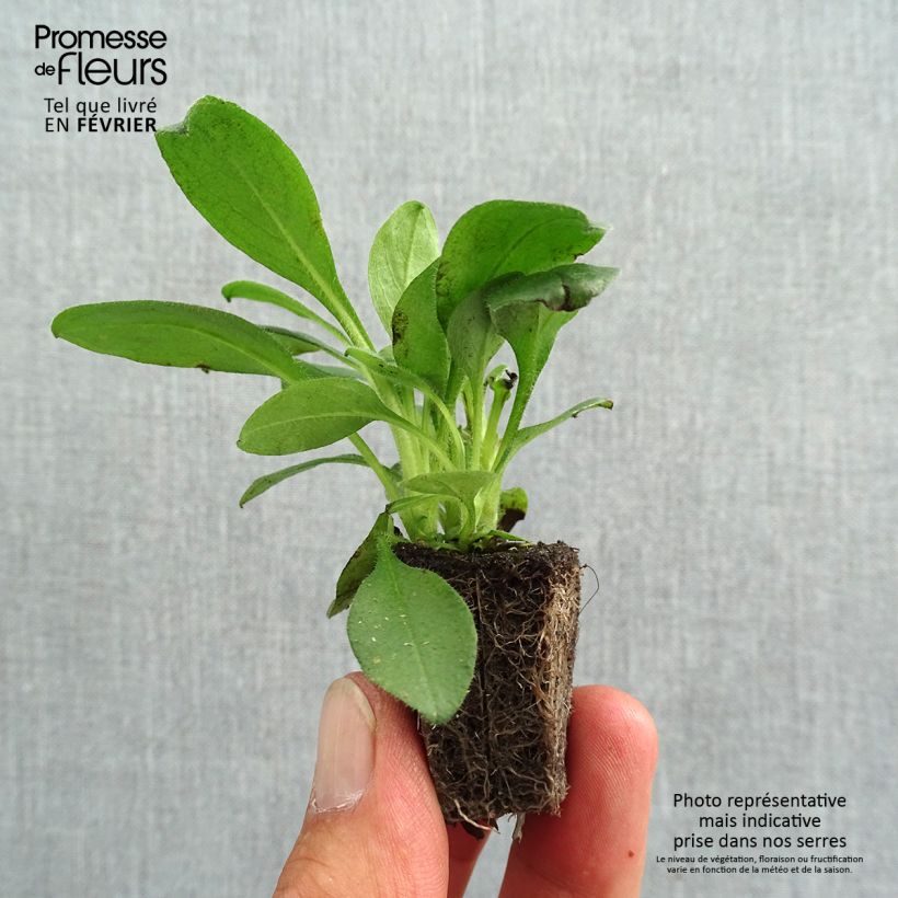 Exemplaar van Myosotis Snowsylva (plugplanten) - Bosvergeet-mij-nietje Kluitplant: kluit 3,8 cm x 3,2 cm in een tray voor 16 planten zoals geleverd in de herfst