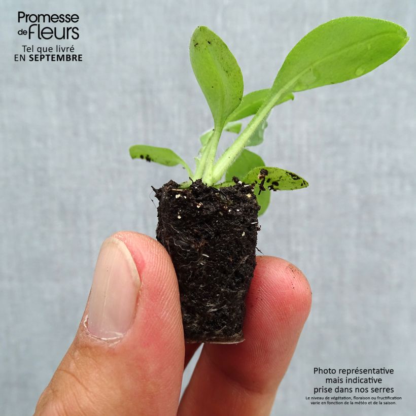 Exemplaar van Myosotis Snowsylva (plugplanten) - Bosvergeet-mij-nietje Mini-mot Ø 3/4 cm zoals geleverd in de herfst