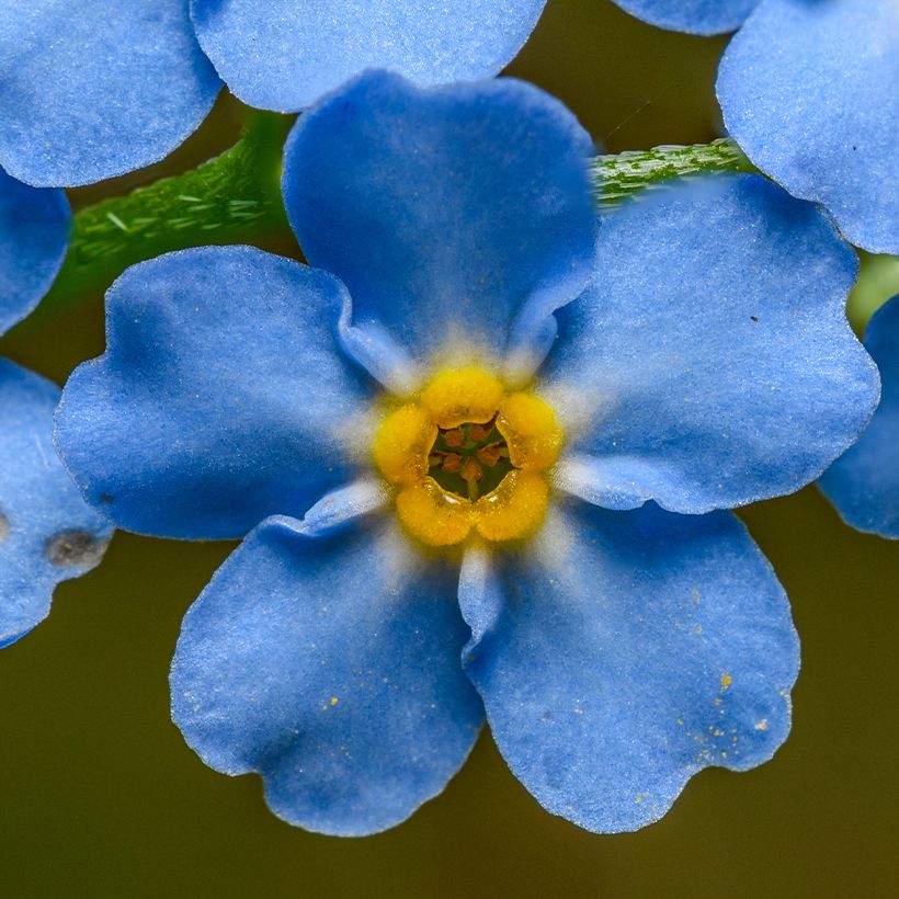 Myosotis scorpioides - Moerasvergeet-mij-nietje (Flowering)
