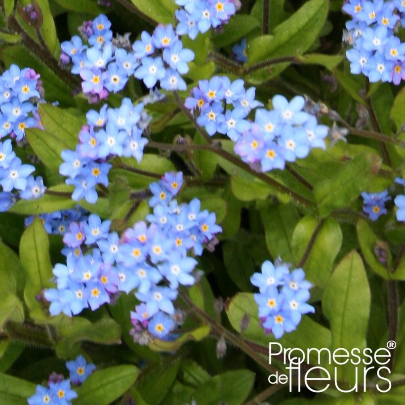 Myosotis sylvatica Savoie Blue (plugplanten) - Bosvergeet-mij-nietje (Blad)