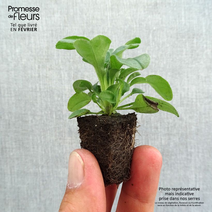 Exemplaar van Myosotis sylvatica Savoie Blue (plugplanten) - Bosvergeet-mij-nietje Kluitplant: kluit 3,8 cm x 3,2 cm in een tray voor 16 planten zoals geleverd in de herfst