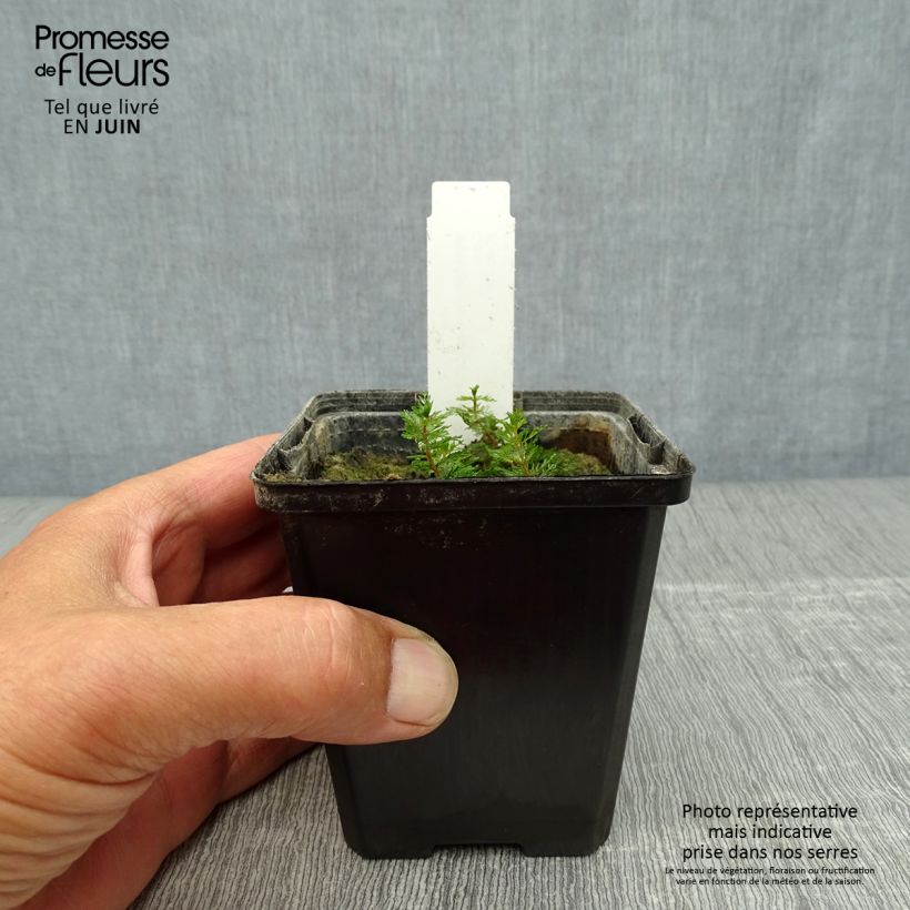 Exemplaar van Myriophyllum spicatum - Aarvederkruid Kweekpotje van 8/9 cm zoals geleverd in de zomer