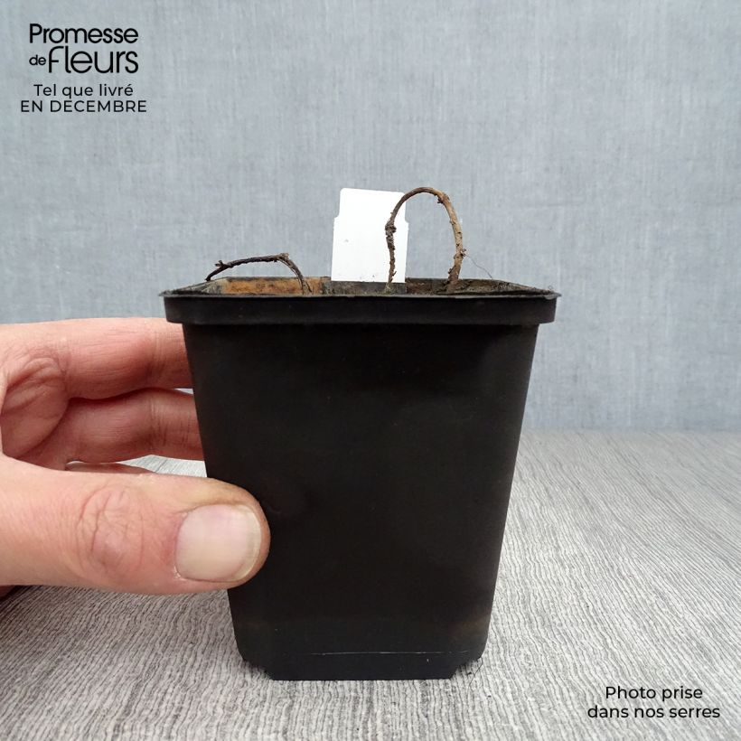 Example of Myriophyllum spicatum - Myriophylle en épis Kweekpotje van 8/9 cm as you get in hiver