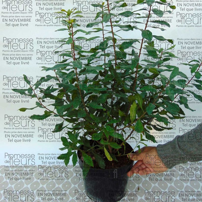 Example of Myrique de Pennsylvanie - Myrica pensylvanica Pot van 3 l/4 l as you get