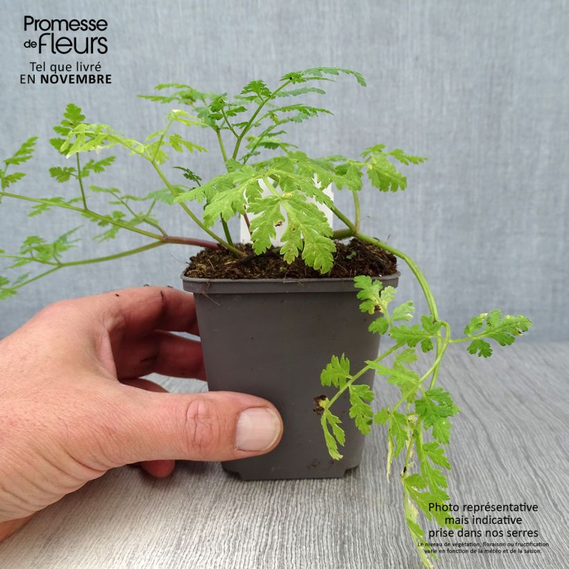 Exemplaar van Myrrhis odorata - Roomse kervel Kweekpotje van 8/9 cm zoals geleverd in de herfst