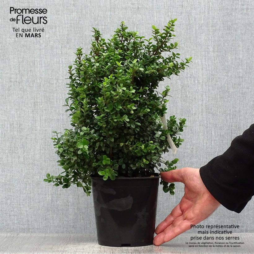 Exemplaar van Myrsine africana - Afrikaanse buxus Pot van 2 l/3 l zoals geleverd in de lente