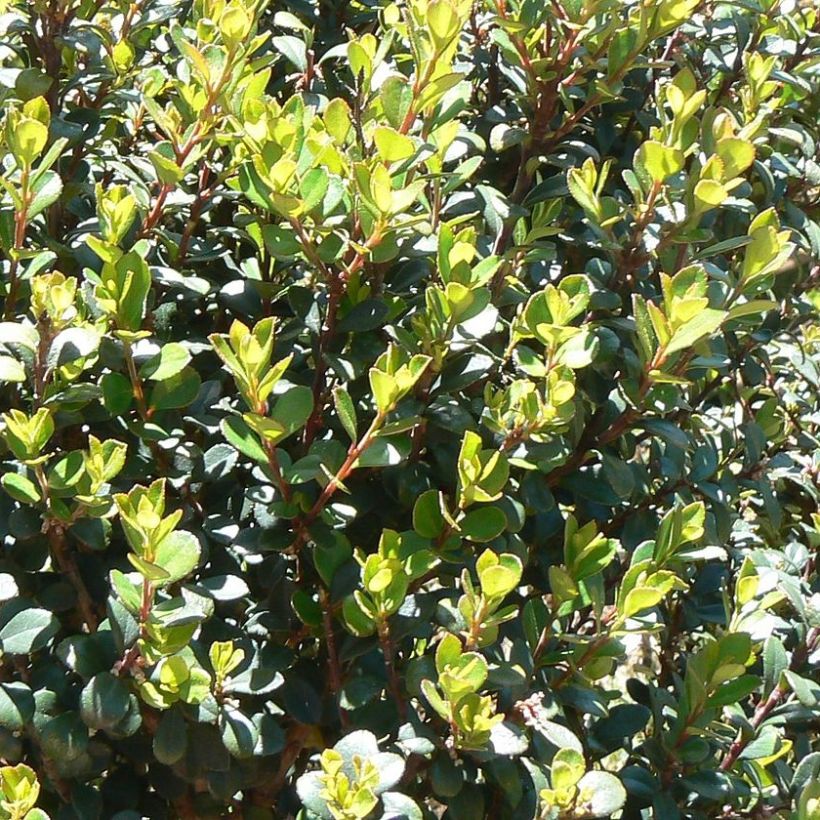 Myrsine africana - Afrikaanse buxus (Foliage)