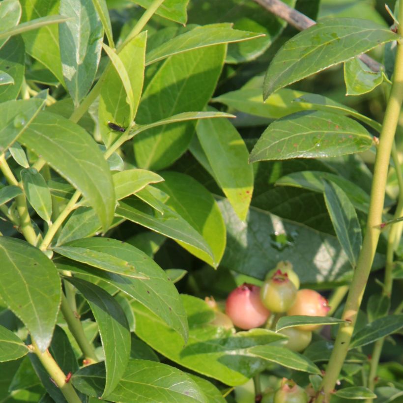 Blauwe bes Duke (Blad)