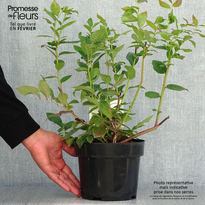 Exemplaar van Blauwe bes Duke Pot van 2 l/3 l zoals geleverd in de herfst