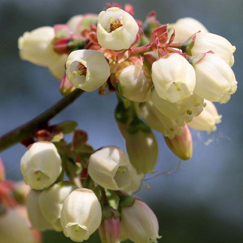 Blauwe bes North Blue (Bloei)