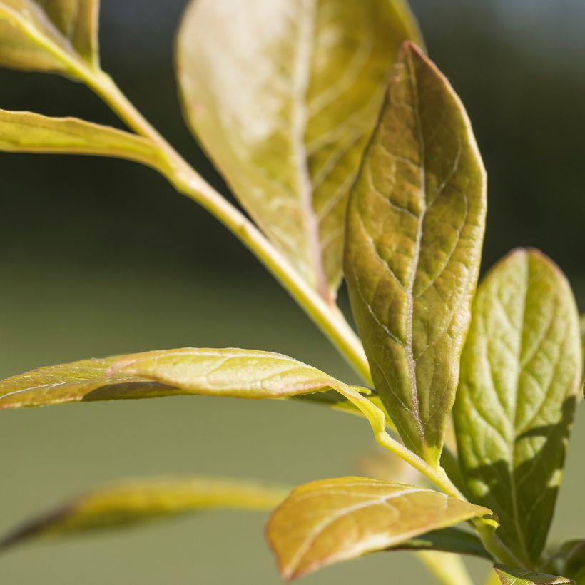 Blauwe bes Northland (Blad)