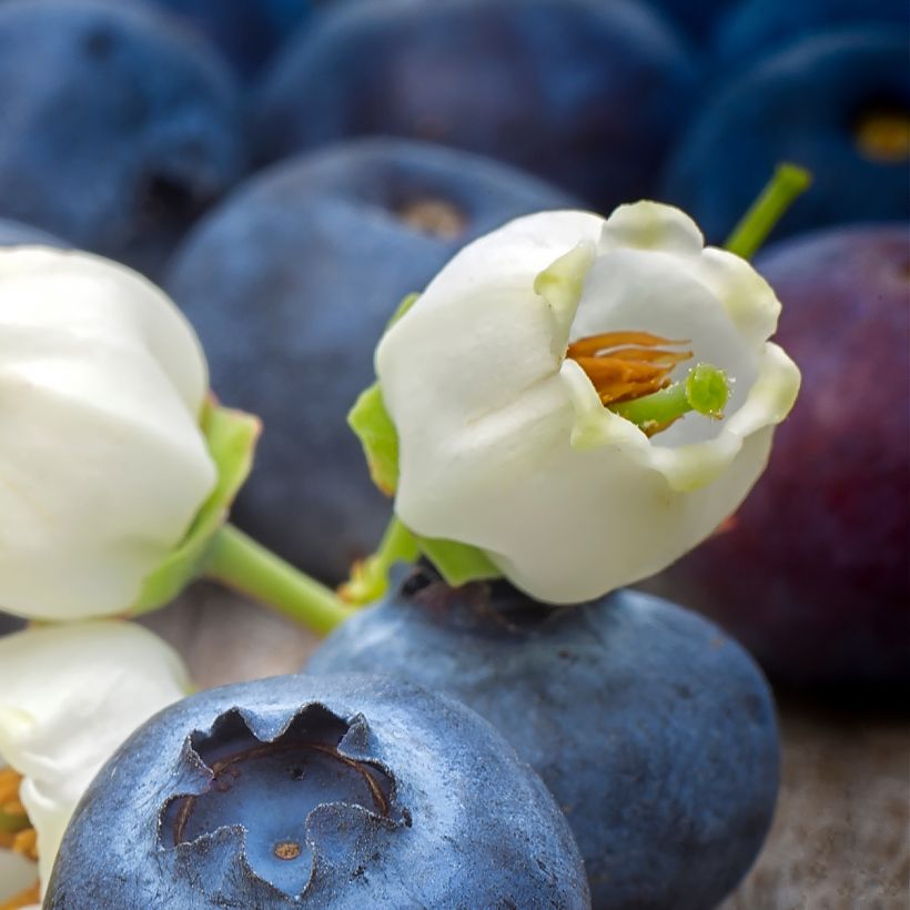 Blauwe bes Pioneer (Bloei)