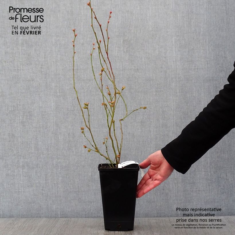 Exemplaar van Blauwe bes Berkeley Pot van 1,5 l/2 l zoals geleverd in de winter