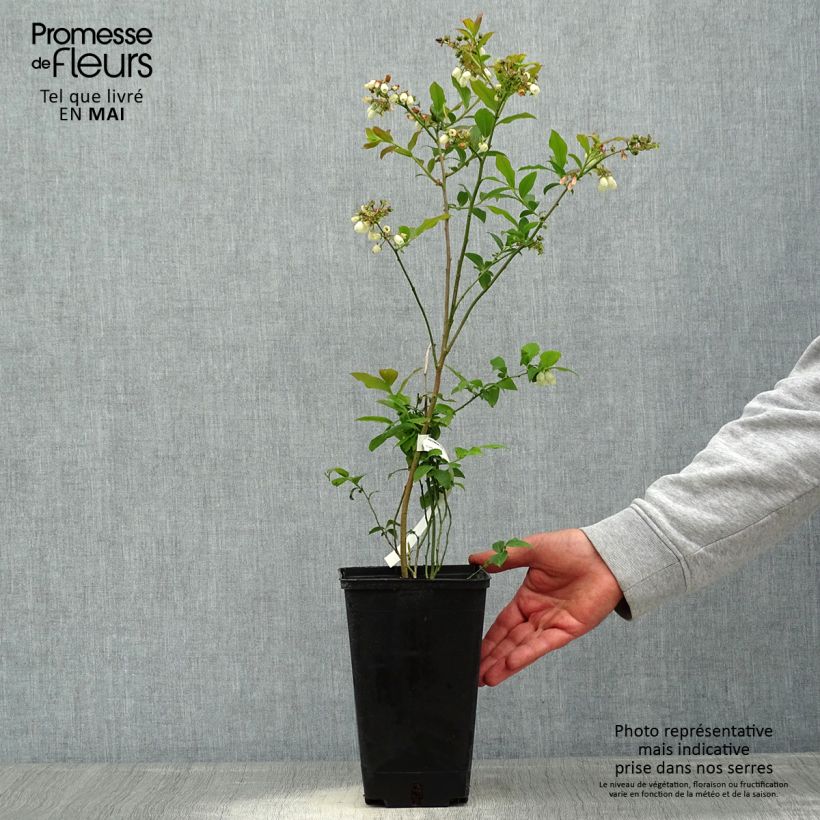 Exemplaar van Blauwe bes Berkeley Pot van 1,5 l/2 l zoals geleverd in de lente