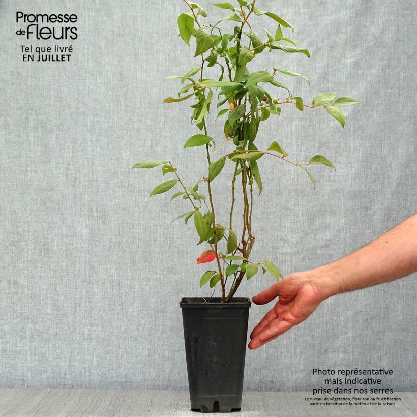 Exemplaar van Blauwe bes Brigitta Pot van 1,5 l/2 l, Struik zoals geleverd in de zomer