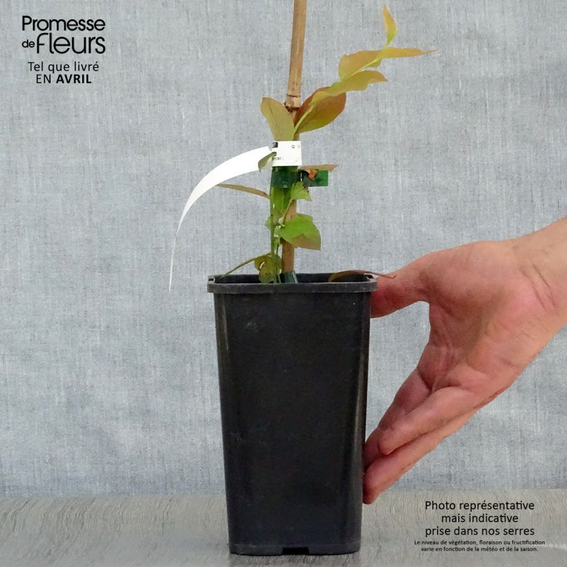 Exemplaar van Blauwe bes Brigitta Pot van 1,5 l/2 l, Struik zoals geleverd in de lente