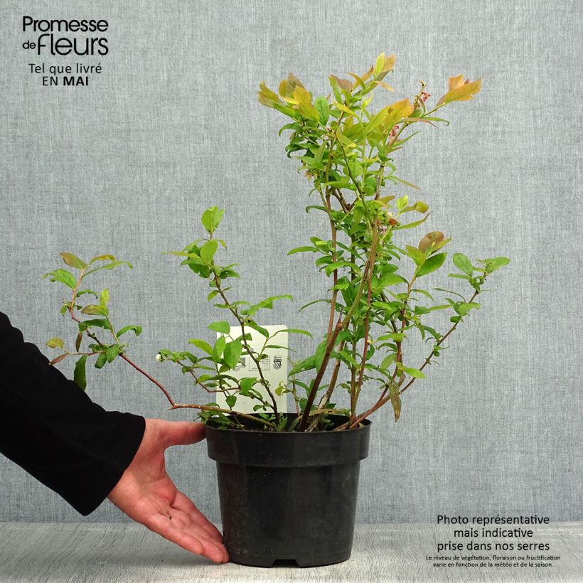 Exemplaar van Blauwe bes Duke Pot van 2 l/3 l zoals geleverd in de lente