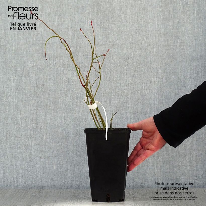 Exemplaar van Blauwe bes Ivanhoe Pot van 1,5 l/2 l, Struik zoals geleverd in de winter