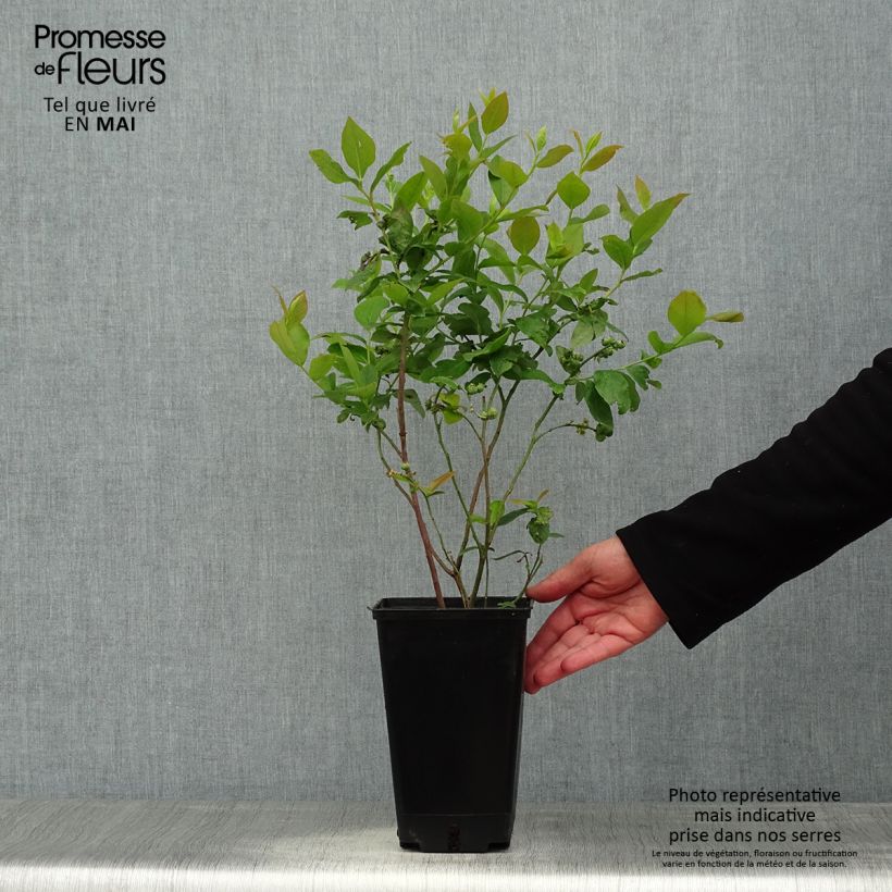 Exemplaar van Blauwe bes Ivanhoe Pot van 1,5 l/2 l, Struik zoals geleverd in de lente