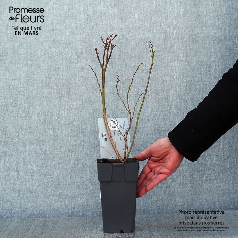 Exemplaar van Blauwe bes Northland Pot van 1,5 l/2 l zoals geleverd in de winter