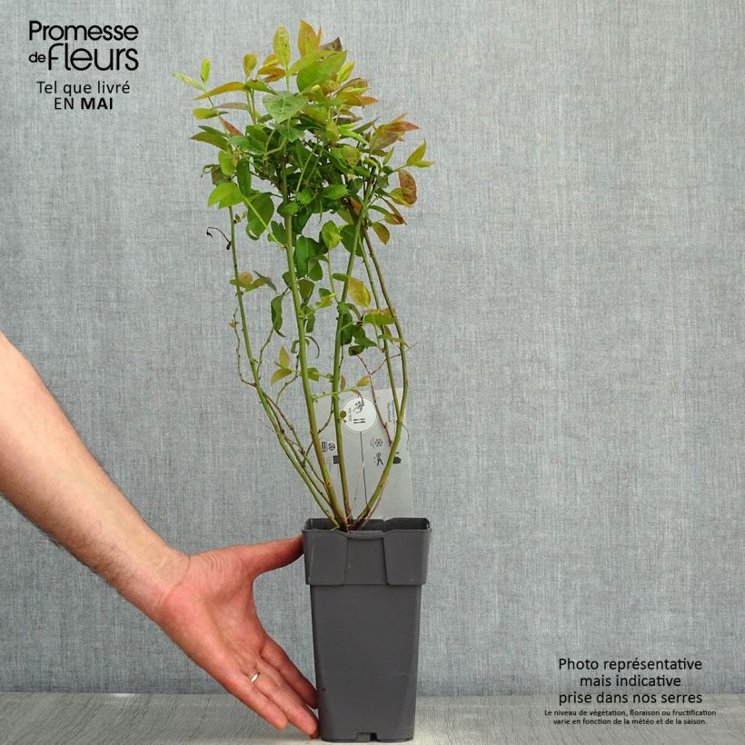 Exemplaar van Blauwe bes Northland Pot van 1,5 l/2 l zoals geleverd in de lente