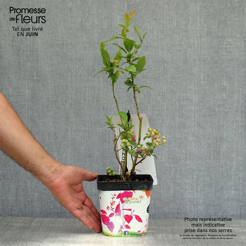 Exemplaar van Blauwe bes Spartan Pot van 2 l/3 l zoals geleverd in de zomer