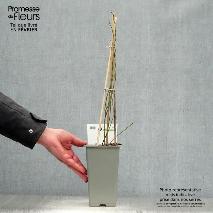 Exemplaar van Blauwe bes Blue Crop Pot van 1,5 l/2 l, Struik zoals geleverd in de winter