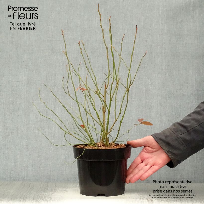 Exemplaar van Blauwe bes Blue Jay Pot van 1,5 l/2 l, Struik zoals geleverd in de winter