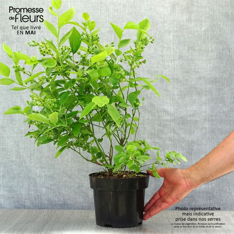 Exemplaar van Blauwe bes Blue Jay Pot van 1,5 l/2 l, Struik zoals geleverd in de lente