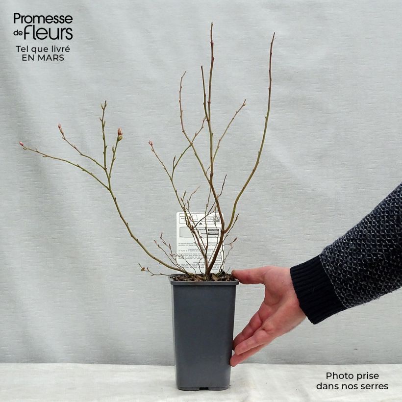 Exemplaar van Blauwe bes Brigitta Blue BIO Pot van 1,5 l/2 l, Struik zoals geleverd in de winter