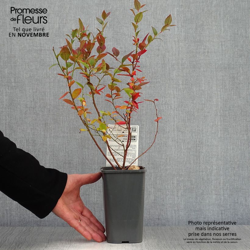 Exemplaar van Blauwe bes Brigitta Blue BIO Pot van 1,5 l/2 l, Struik zoals geleverd in de herfst